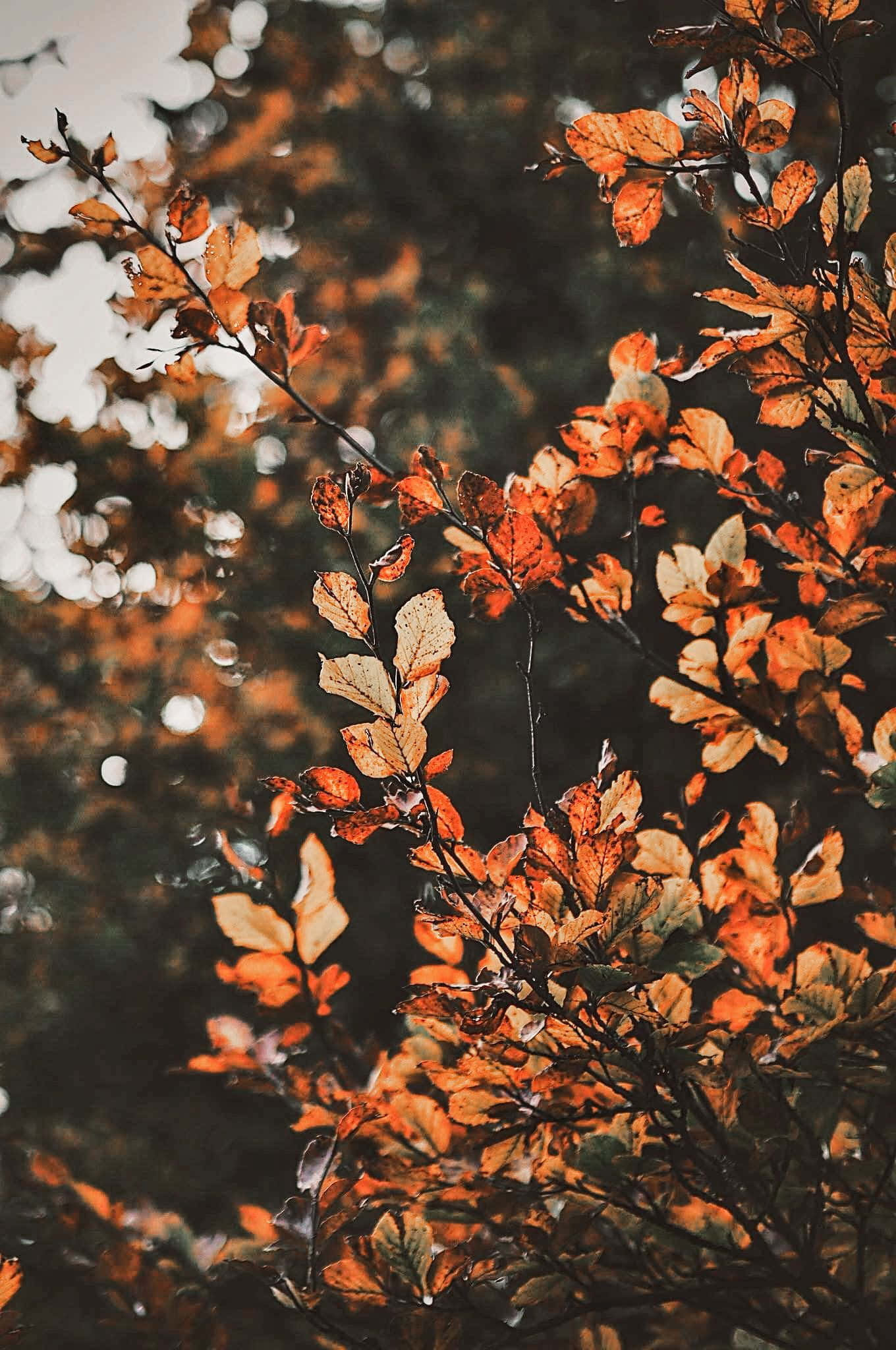 استمتع بجمال الخريف مع أوراق الخريف الملونة في Aesthetic Fall. خلفية