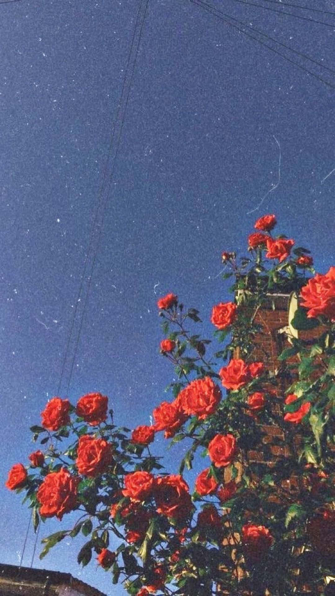 استمتع بالألوان الزاهية والأجواء الكلاسيكية في Aesthetic Retro! خلفية