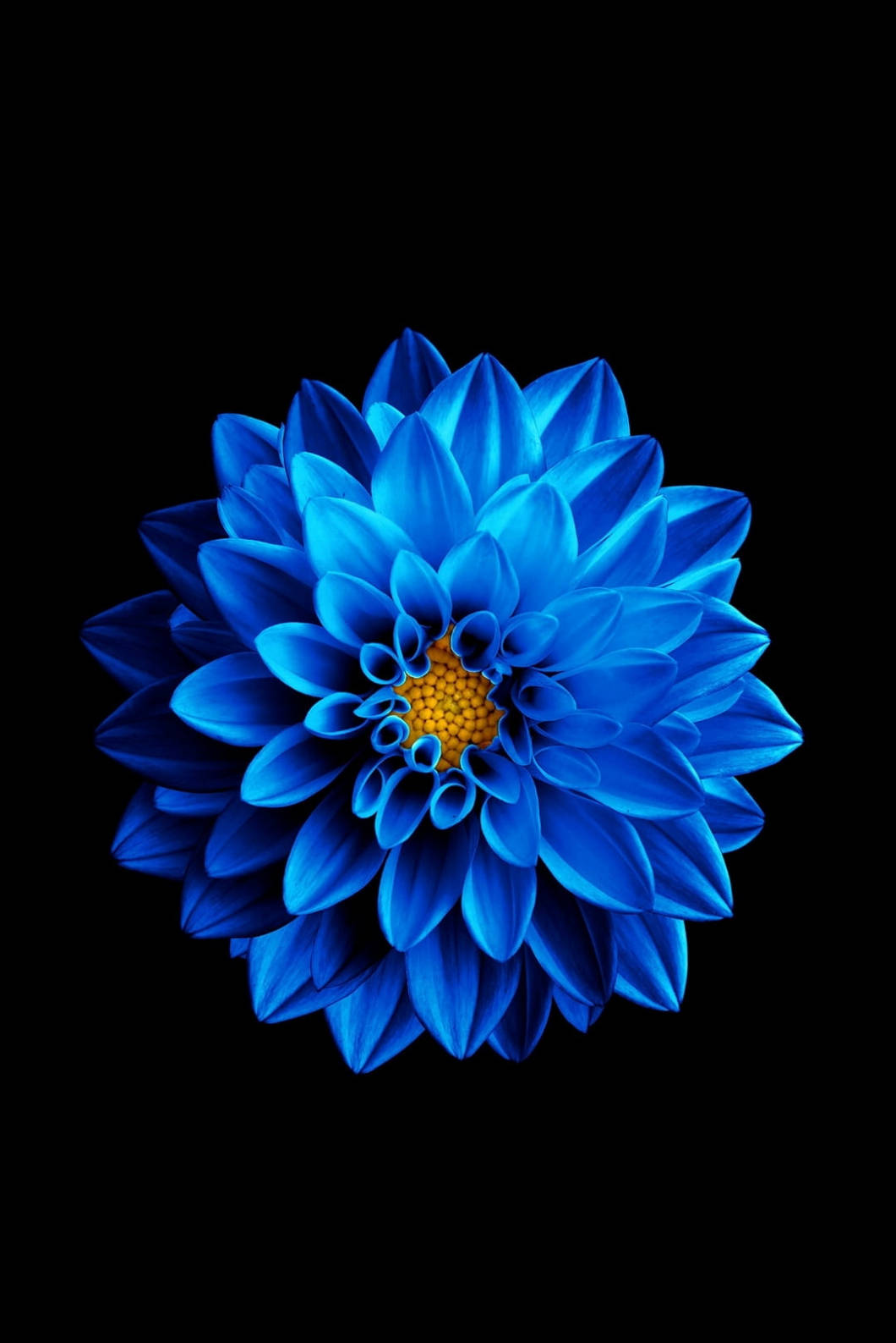 زهرة اللوتس الزرقاء لهاتف iPhone 4s خلفية