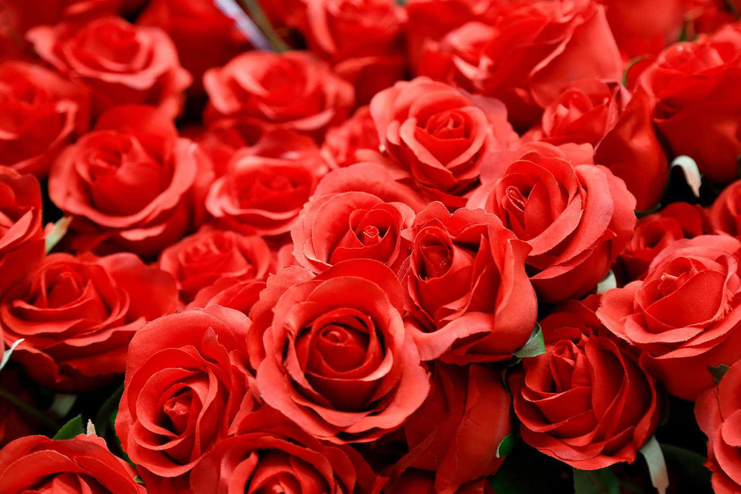 باقة من ورود roses الحمراء في عيد الحب خلفية