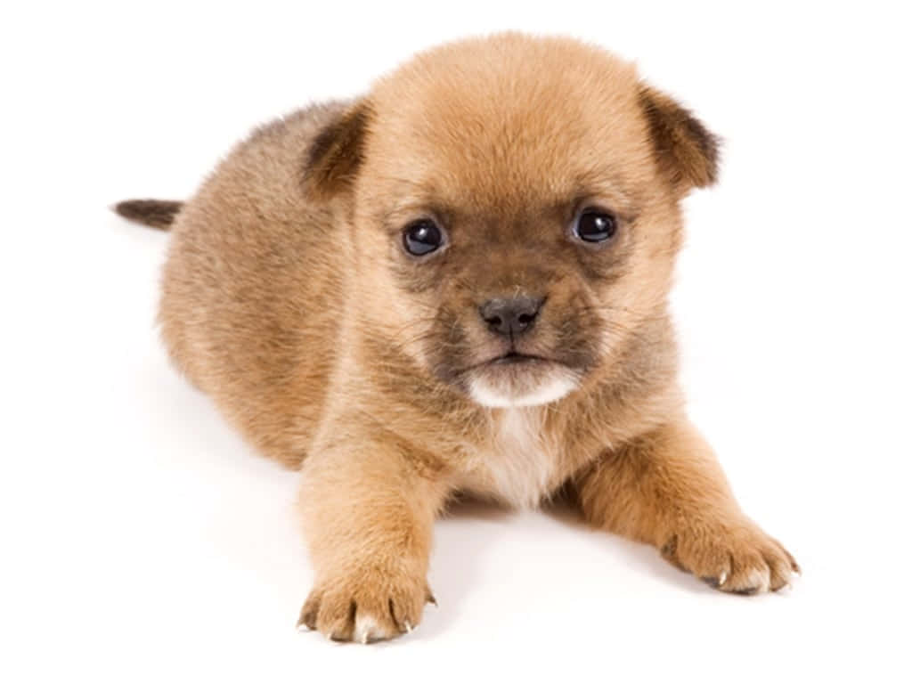 آه، انظر إلى ذلك الجرو الصغير الرقيق اللطيف! خلفية