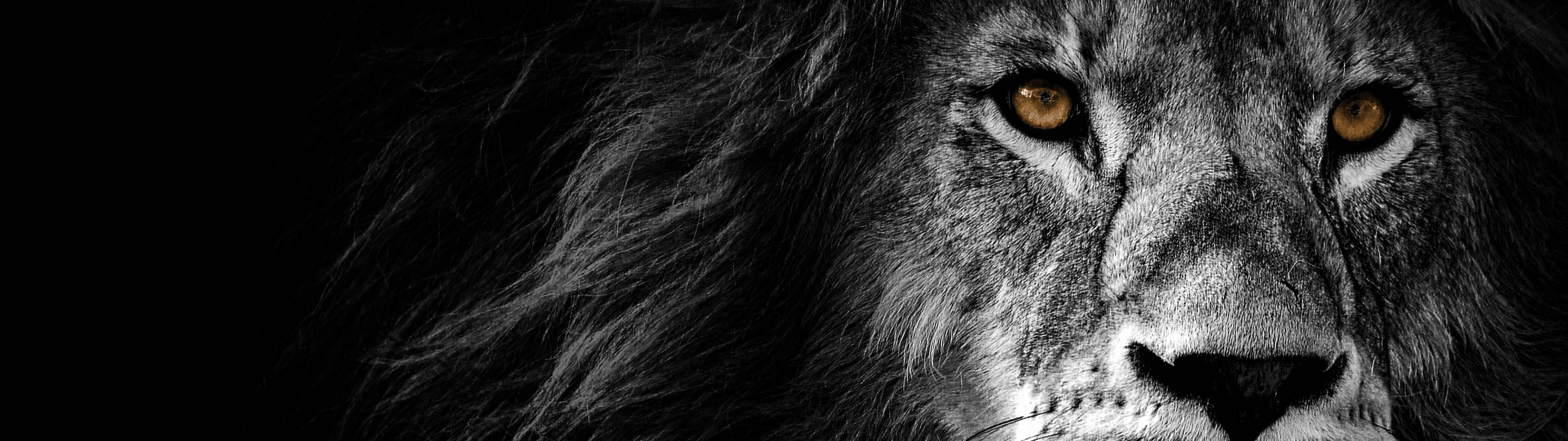 أسد بعيون ذهبية بدقة 3840x1080 4K خلفية