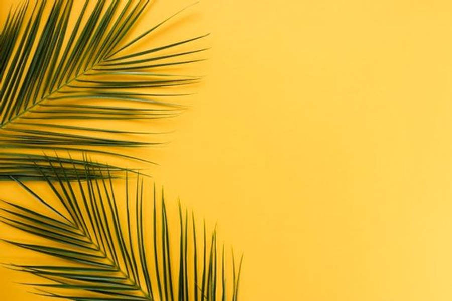 أوراق النخيل الجمالية البسيطة خلفية