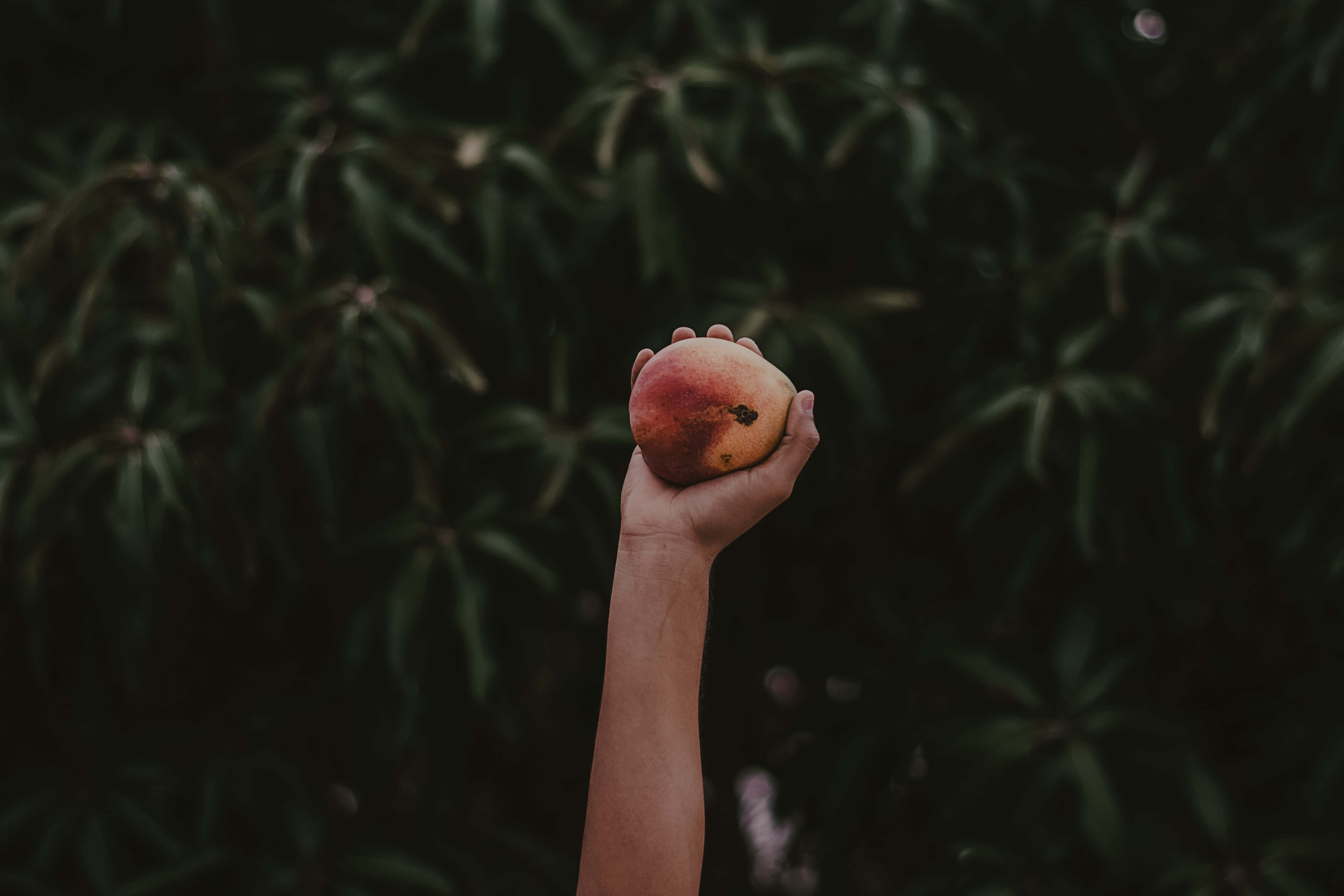 احتضن هدوء الأخضر الداكن خلفية