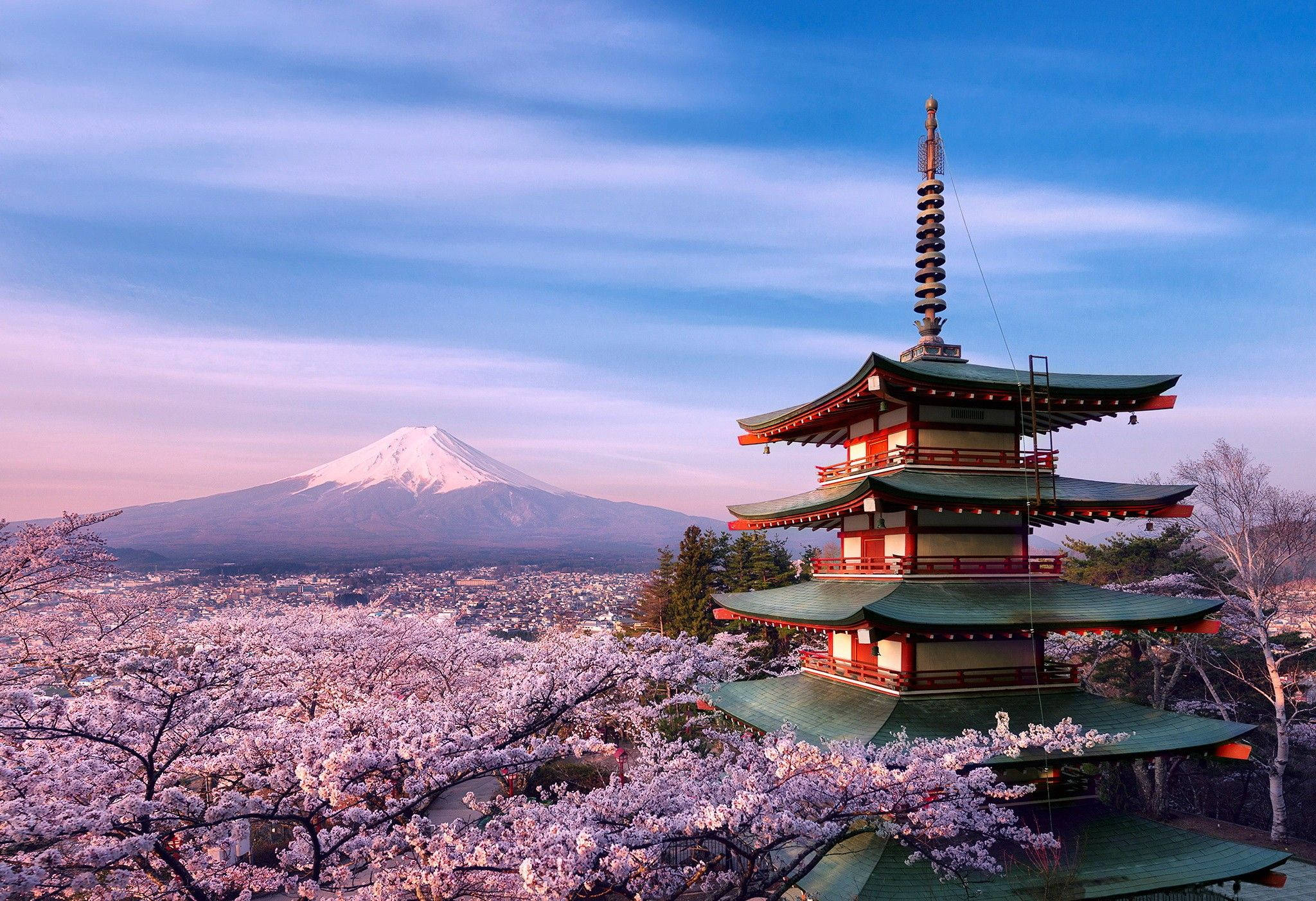 استمتع بمنظر أزهار الكرز الجميل في اليابان خلفية