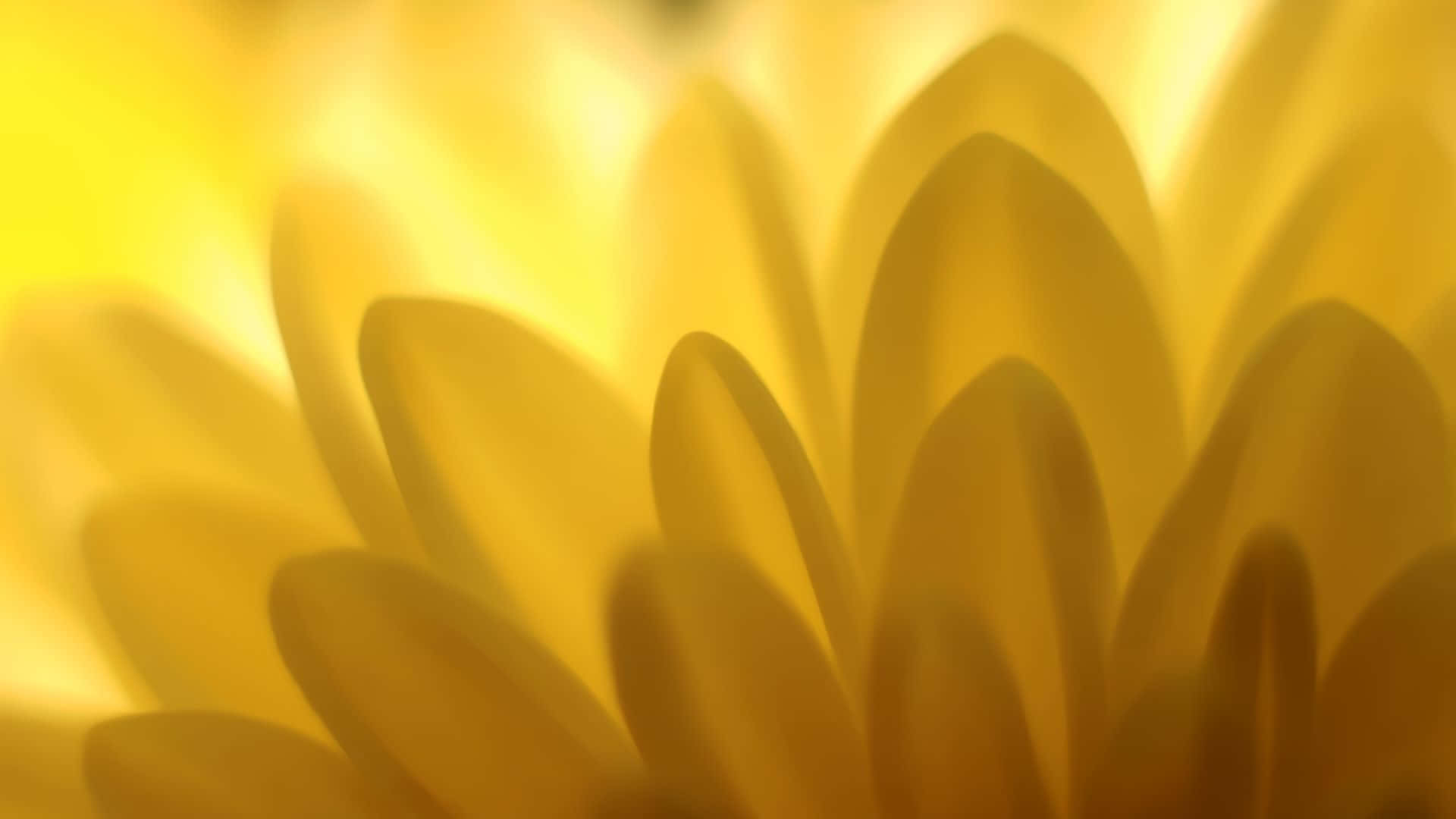 اشعر بالأجواء الصفراء خلفية