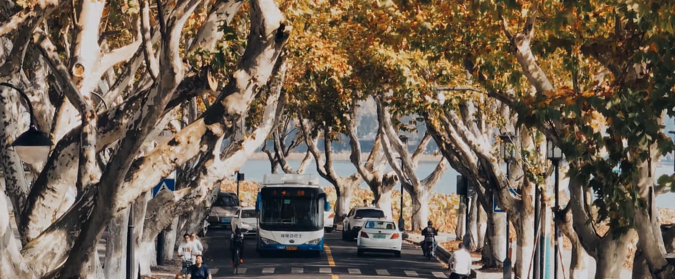 خريف، شجر الجميز، منظر طبيعي، الساعة الذهبية، هادئ، سينمائي، طبيعة، شارع، خلاب، طريق