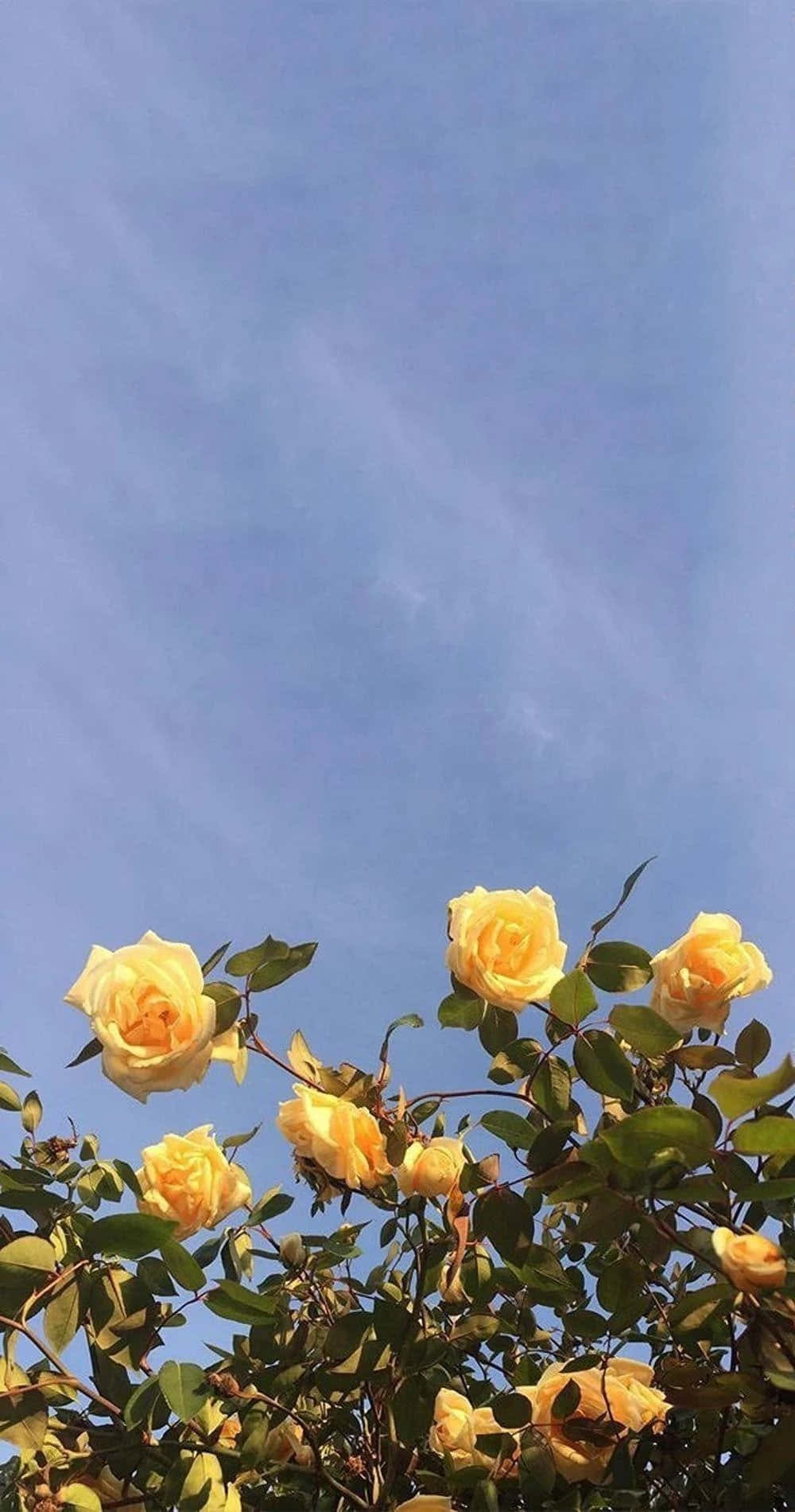 باقة زهور جمالية خلفية