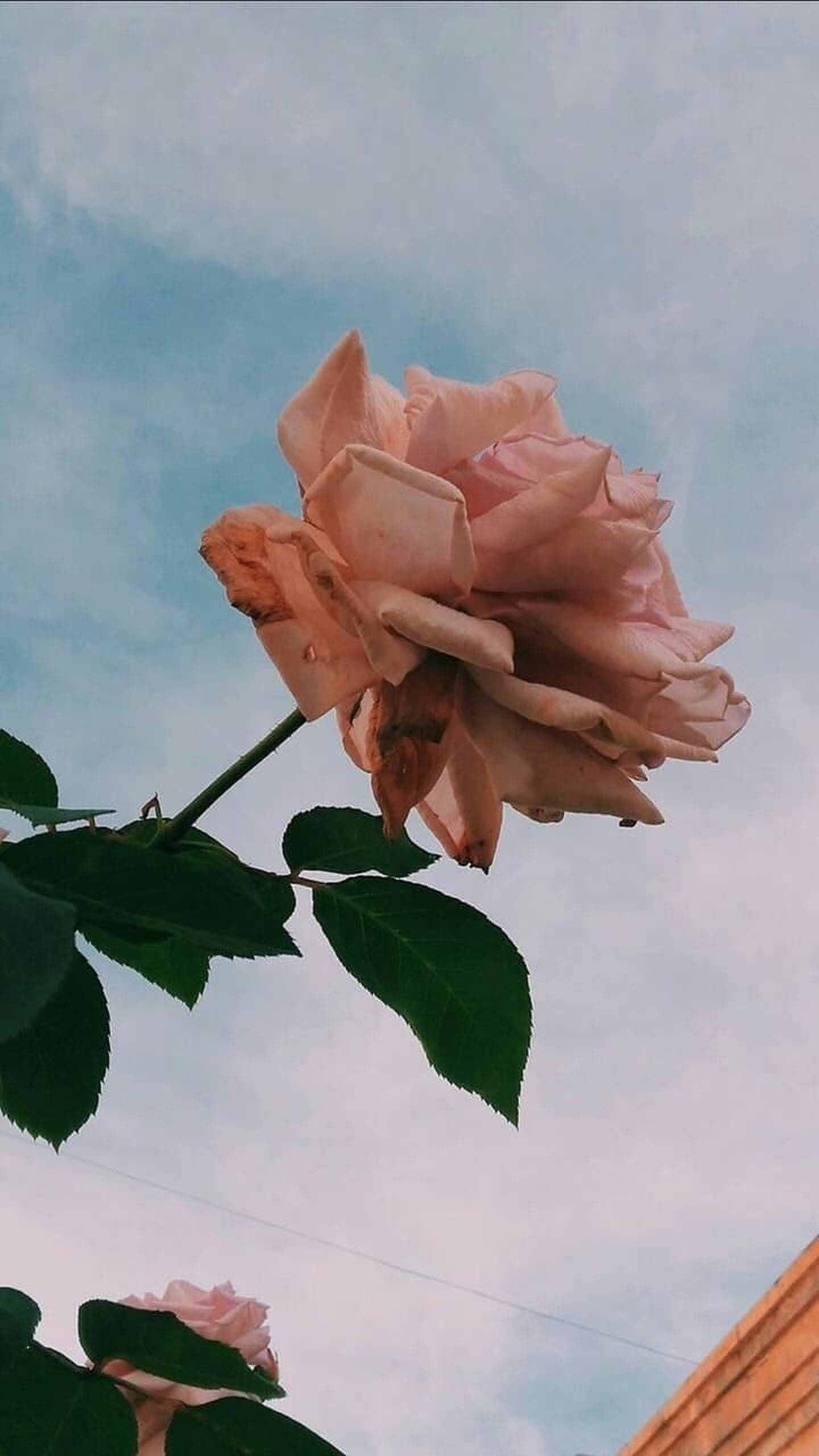 تصوير جمالي باللون الذهبي الوردي خلفية