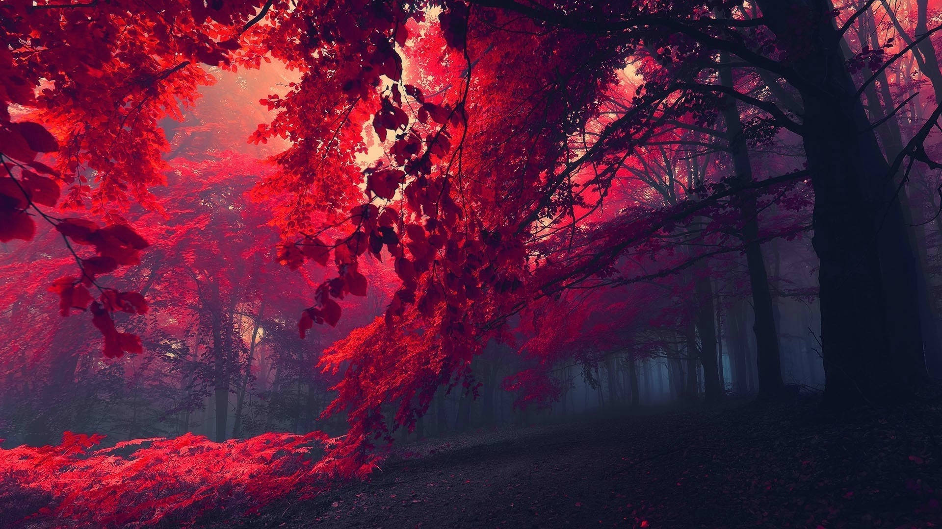 تصوير غابة حمراء داكنة خلفية