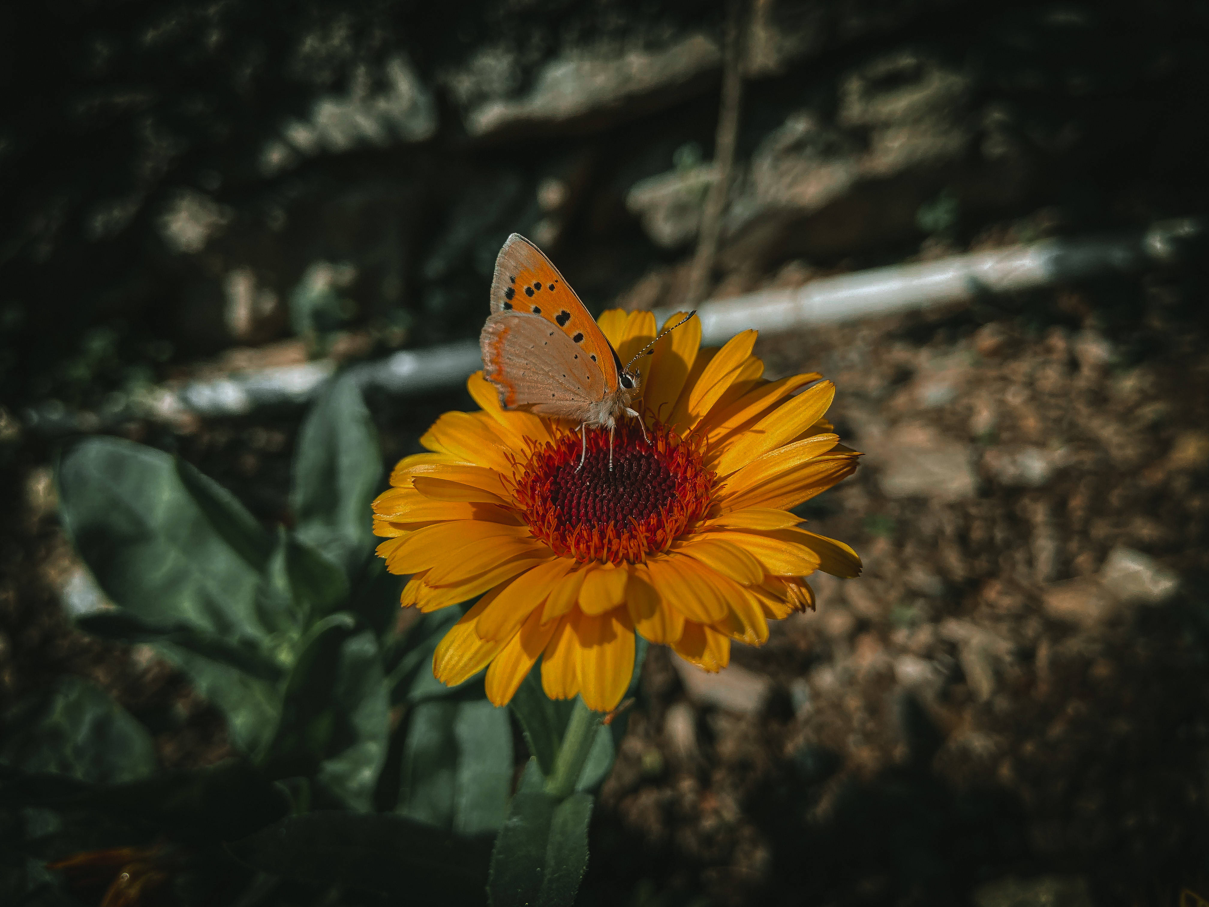 تصوير فراشة جمالي خلفية
