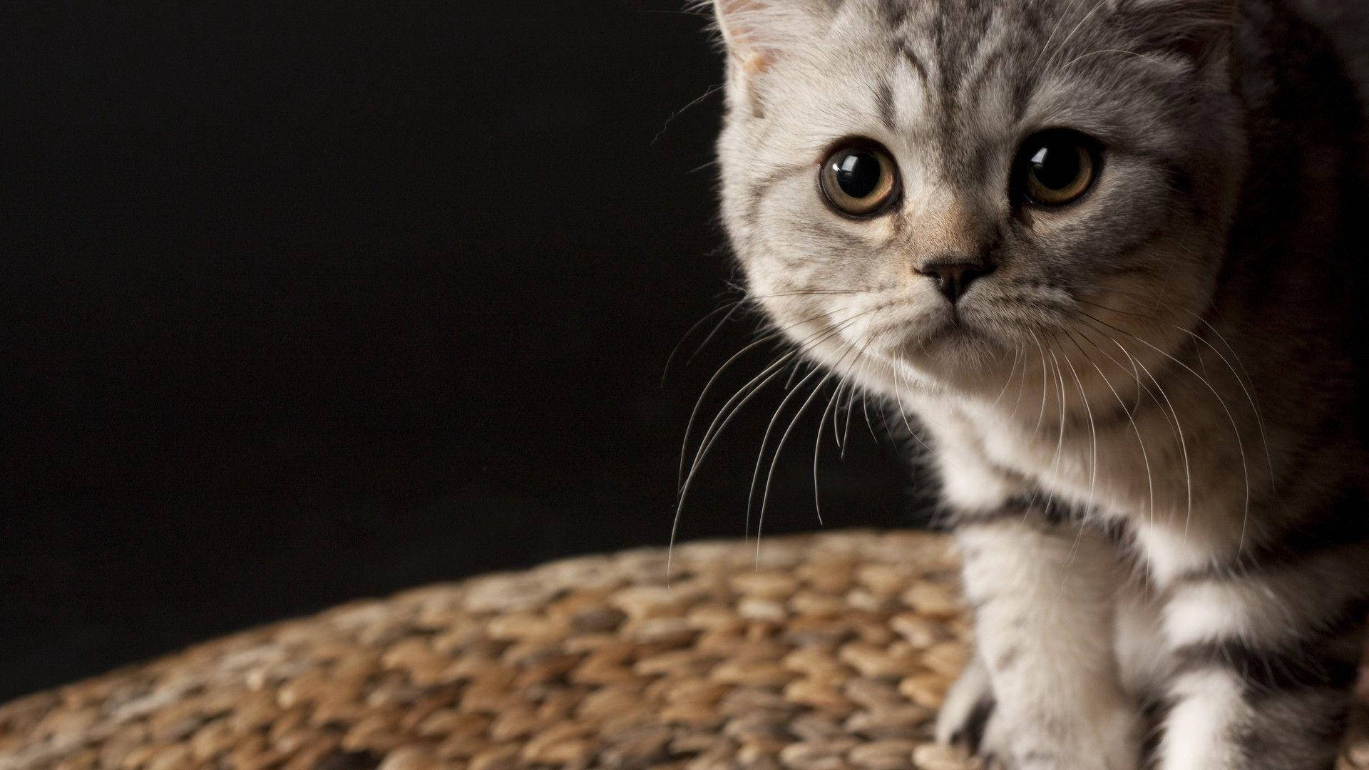 جمال القطط المهيب خلفية
