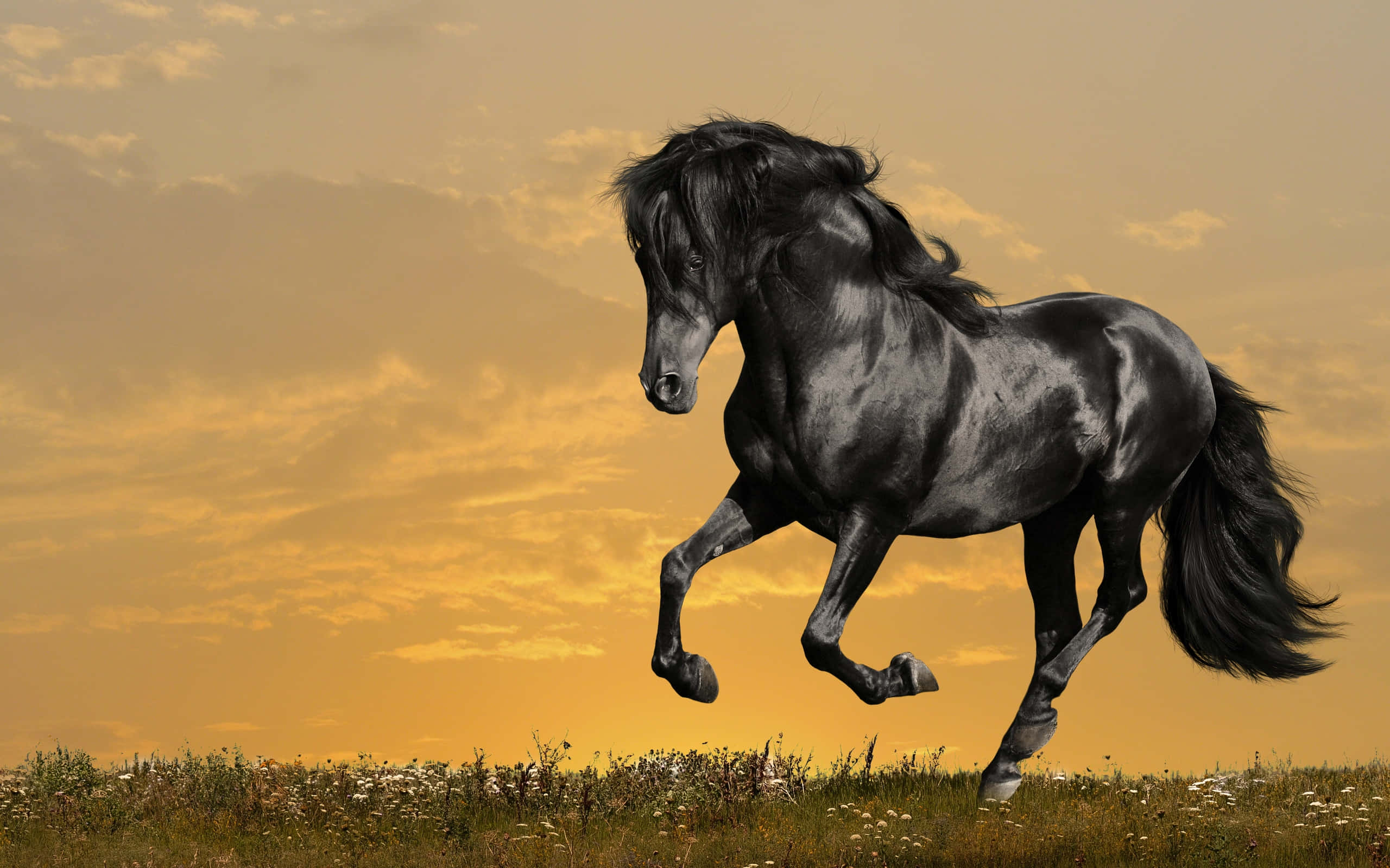 حصان أبيض جميل يركض في يوم مشمس خلفية