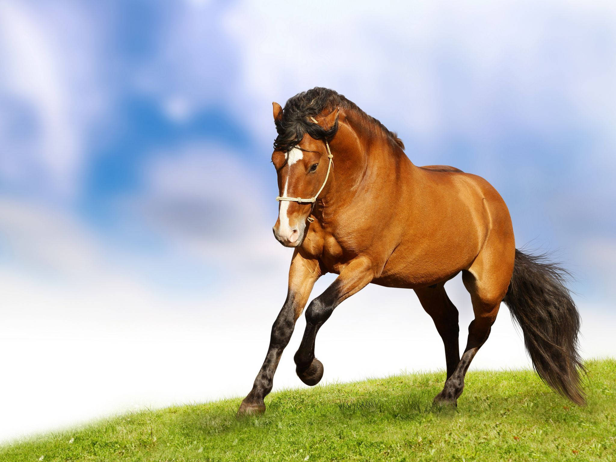 حصان لطيف يركض في الحقل خلفية
