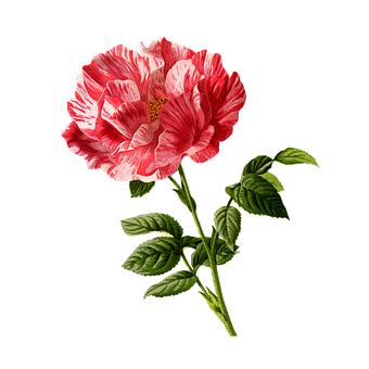 خلفية وردية بخطوط حمراء وبيضاء وسوداء خلفية
