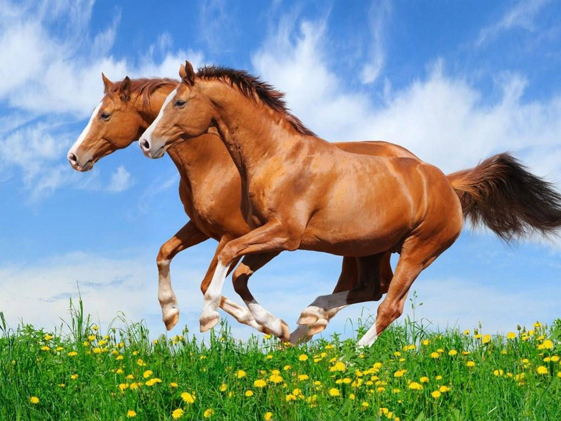 خيول جميلة تركض معًا خلفية