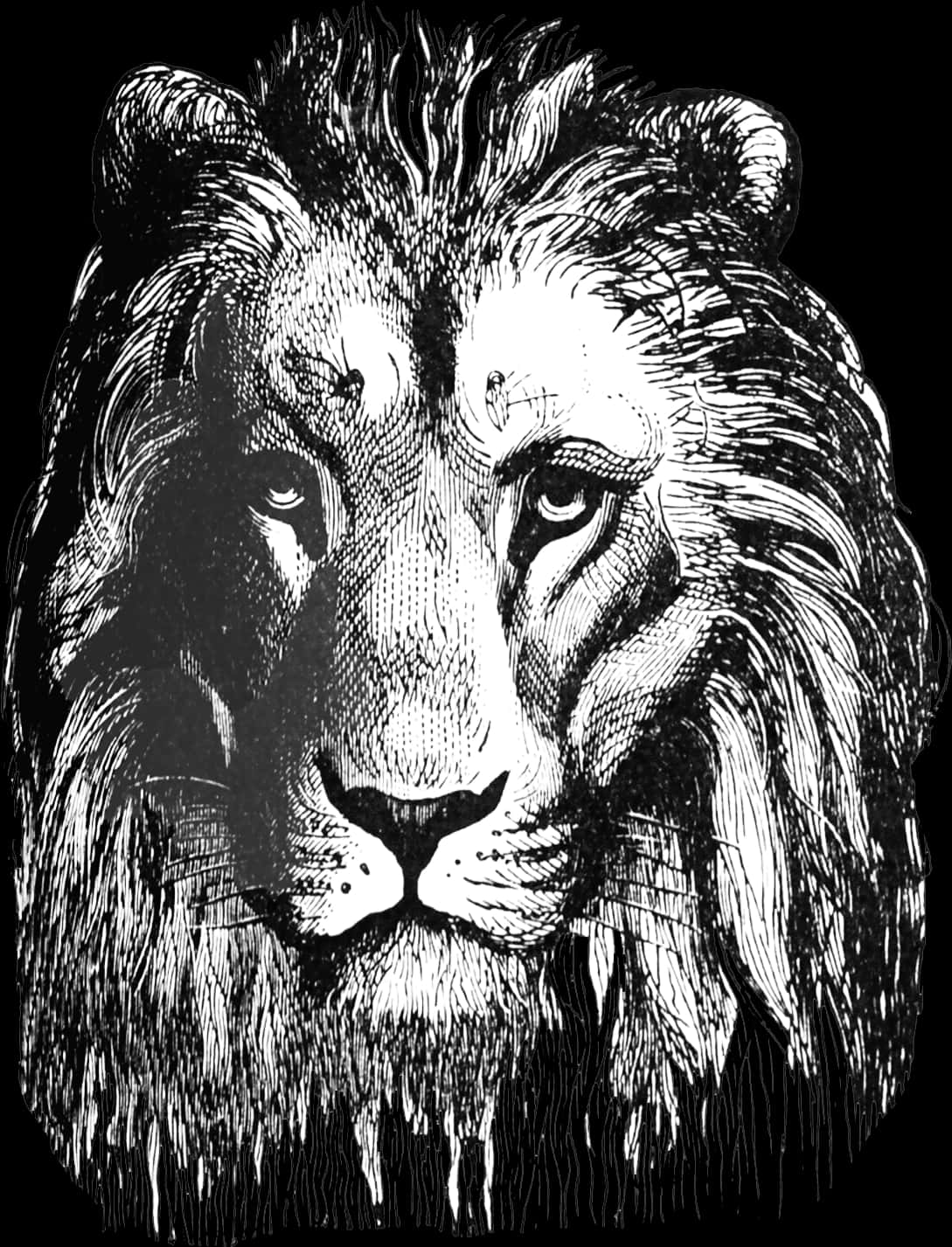 رسم فني مهيب لأسد خلفية