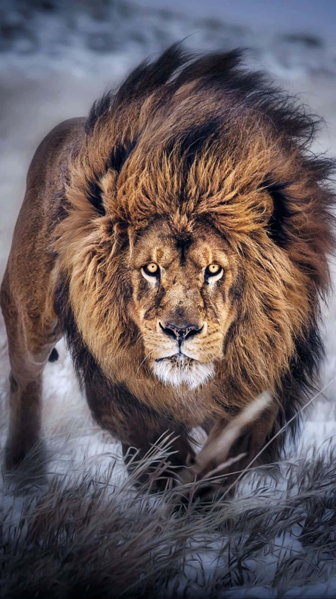 روعة الأسد المهيبة خلفية