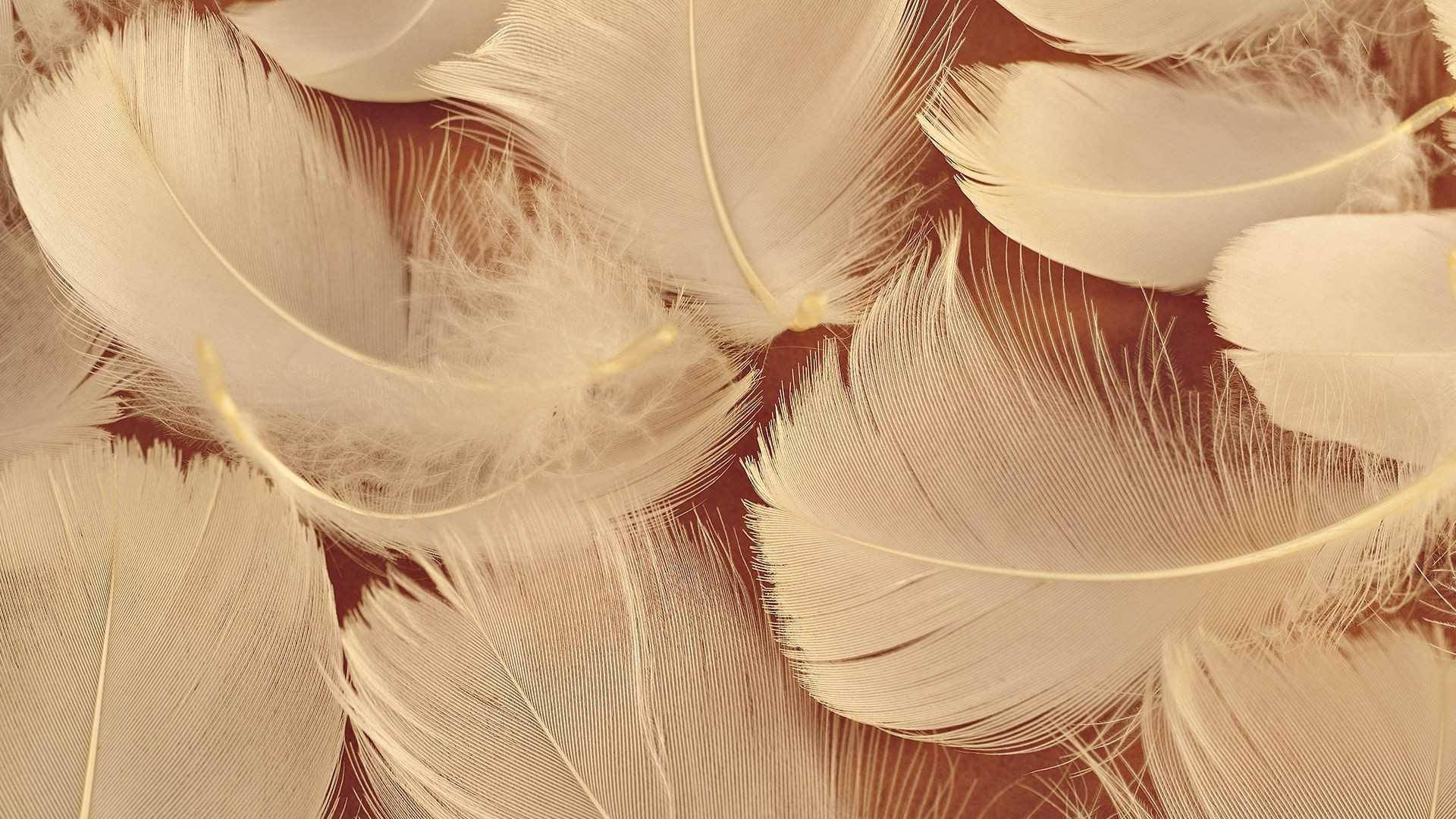 ريش طائر بني جمالي خلفية
