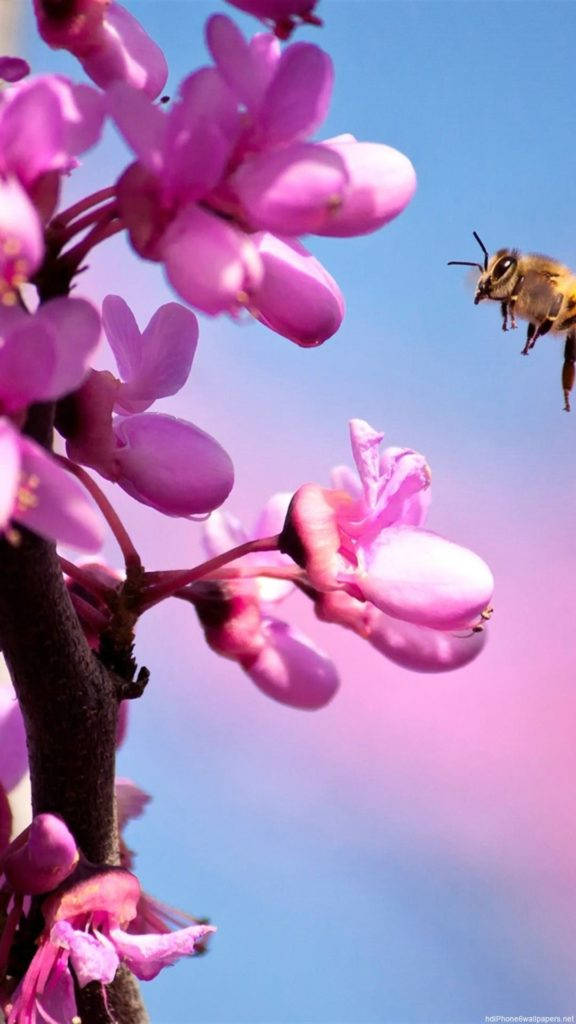 زهرة الأوركيد الوردية للآيفون خلفية