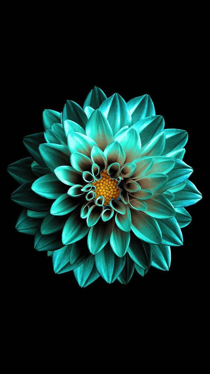 زهرة الزمرد السوداء AMOLED خلفية