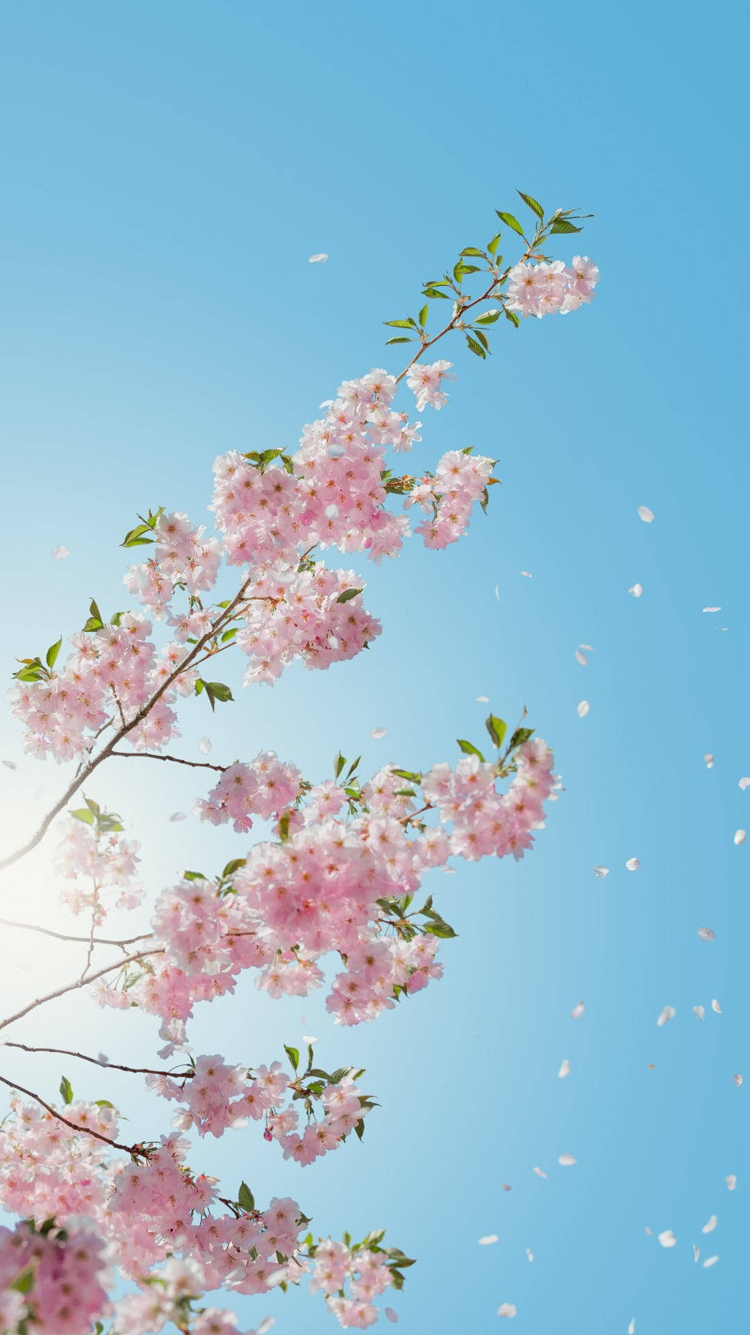 زهور الكرز على هاتف متحرك خلفية