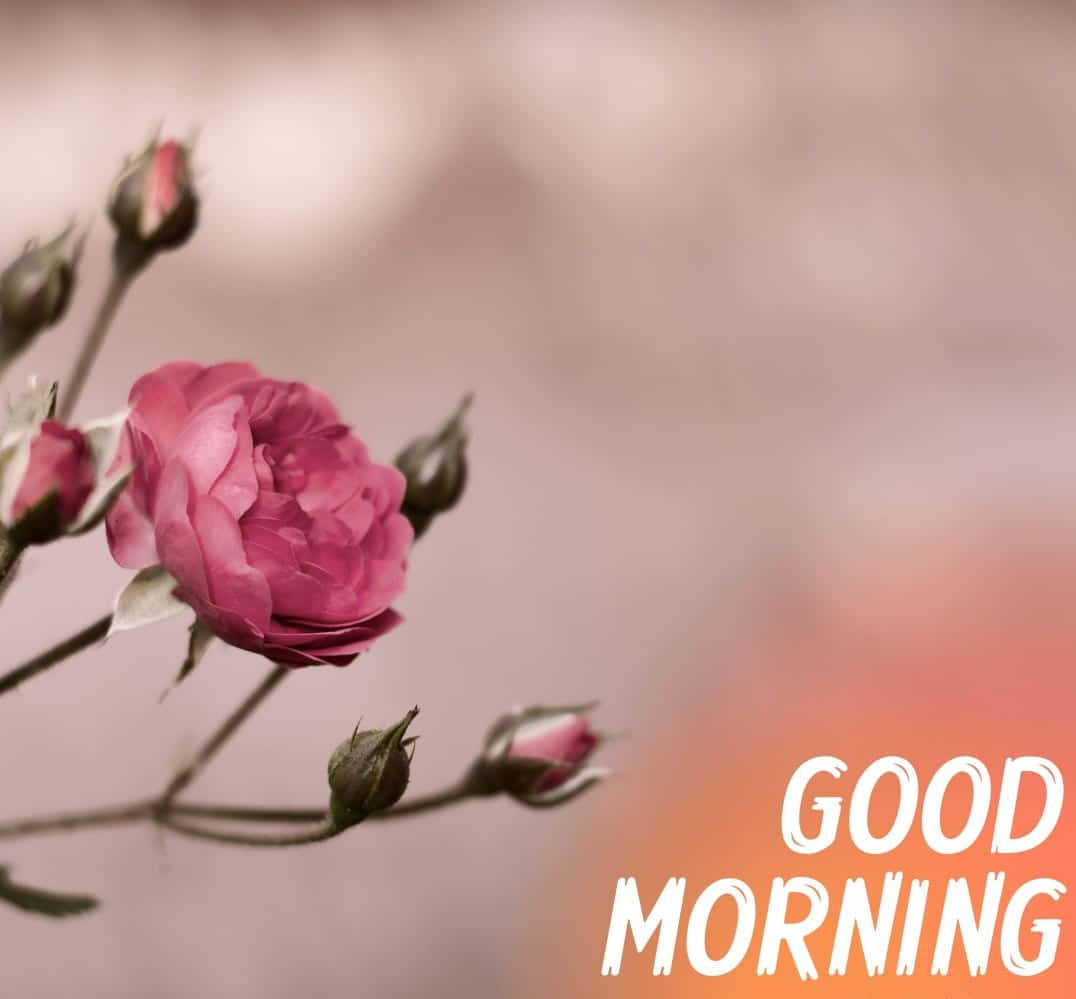زهور صباحية وردية رمادية خلفية