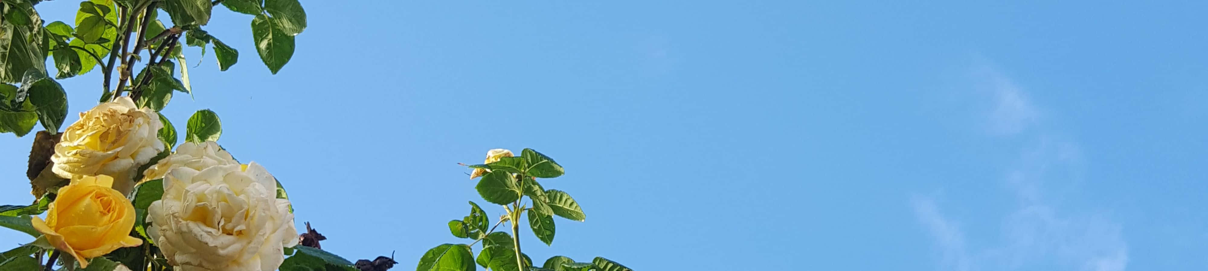 ساعة مع زهور في السماء خلفية