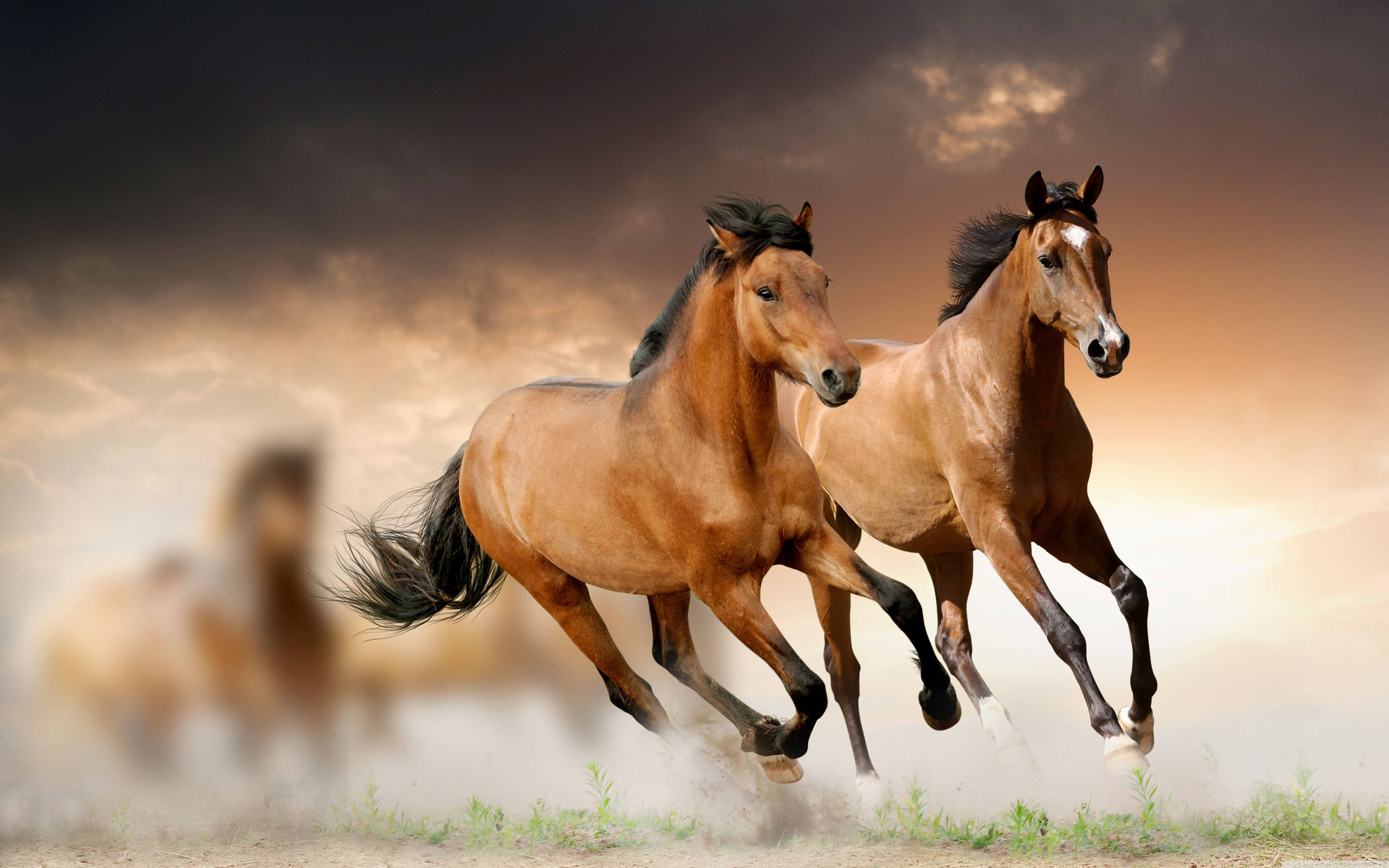 سباق خيول لطيف خلفية