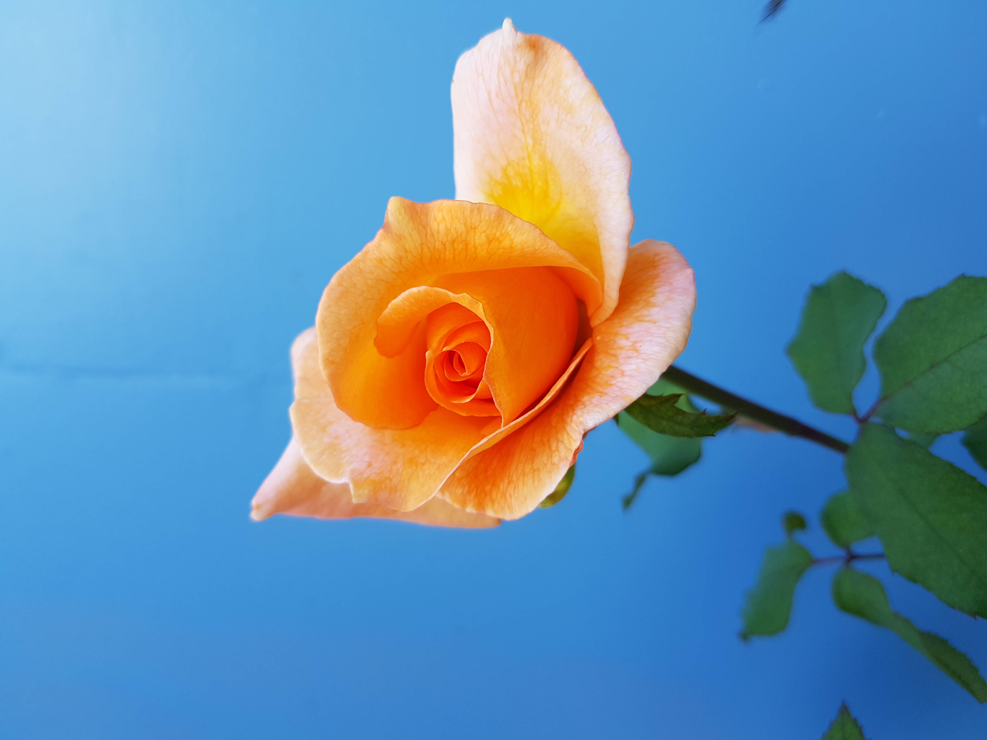 سماء وزهرة ورد صفراء خلفية