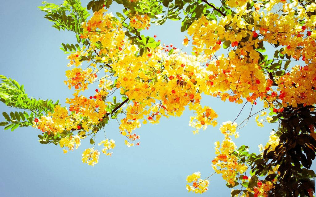 شجرة الزهور الصفراء صيفية لسطح المكتب خلفية