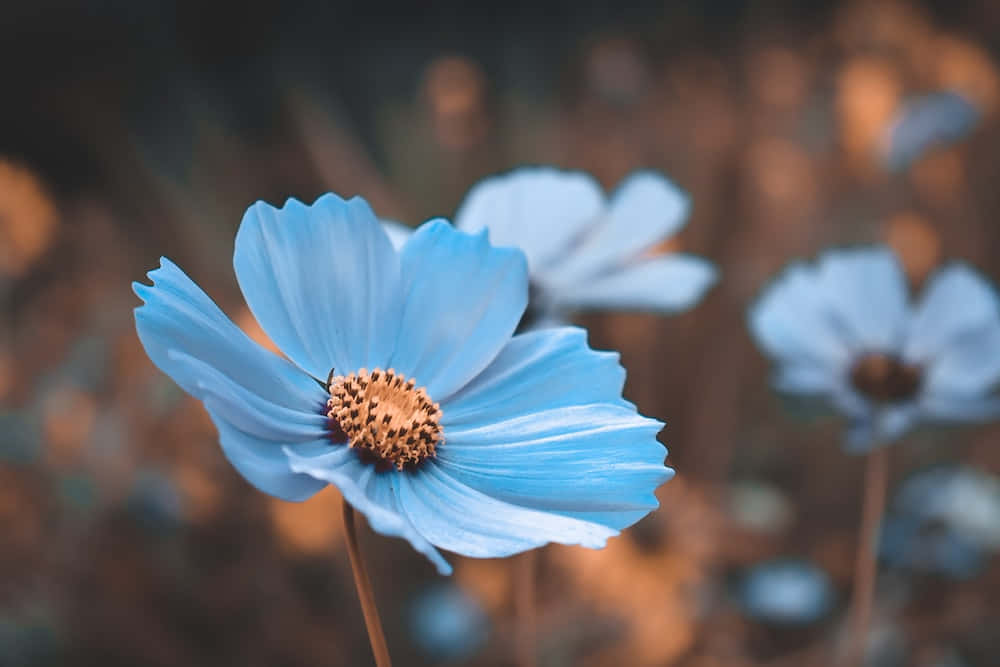 شعور بالسلام والهدوء خلفية
