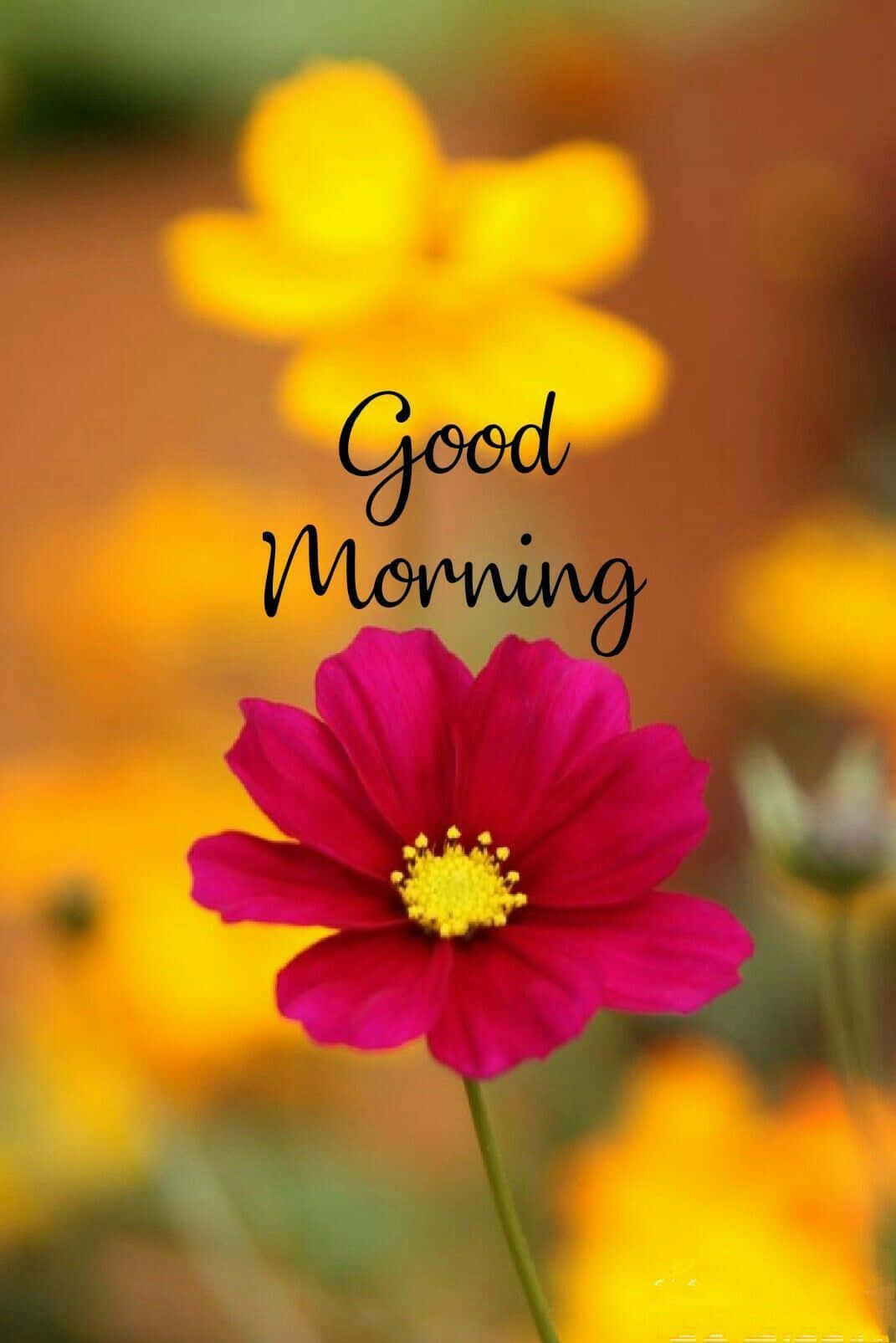 صباح الخير مع أزهار متفتحة خلفية