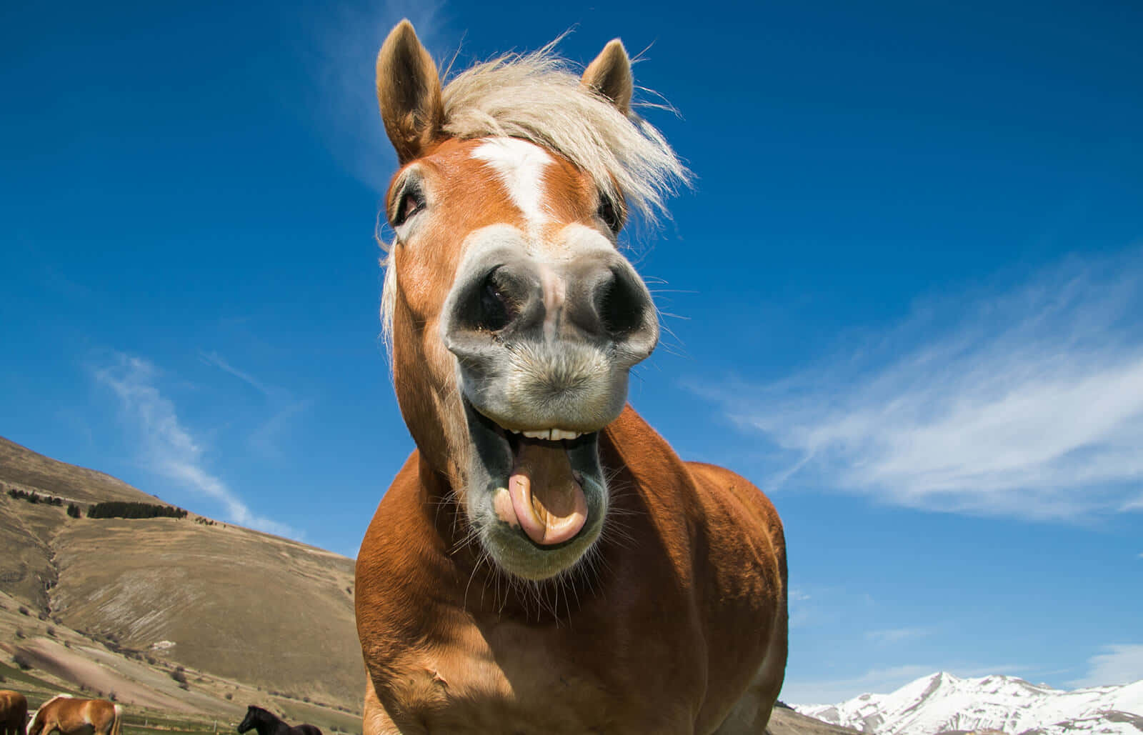 صور مضحكة وسعيدة للخيول خلفية