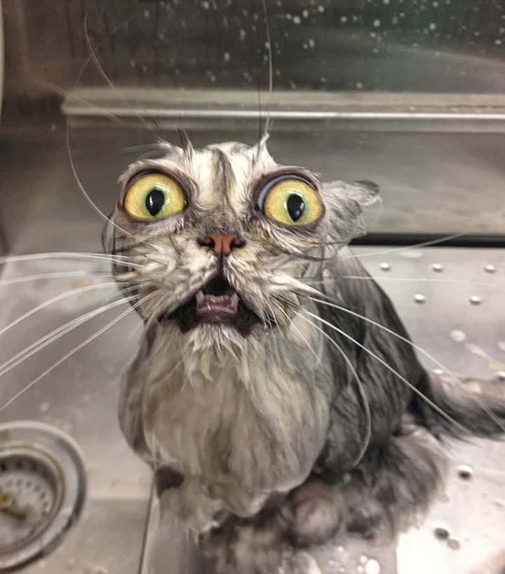 صورة قط مبلل مضحك وغبي خلفية
