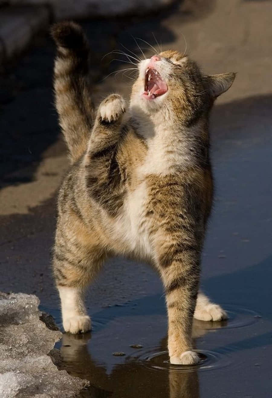 صورة مضحكة حقًا مثالية لضحكة جيدة خلفية