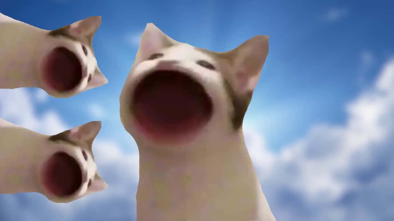 صورة ميم القط المنحوس الشهير خلفية
