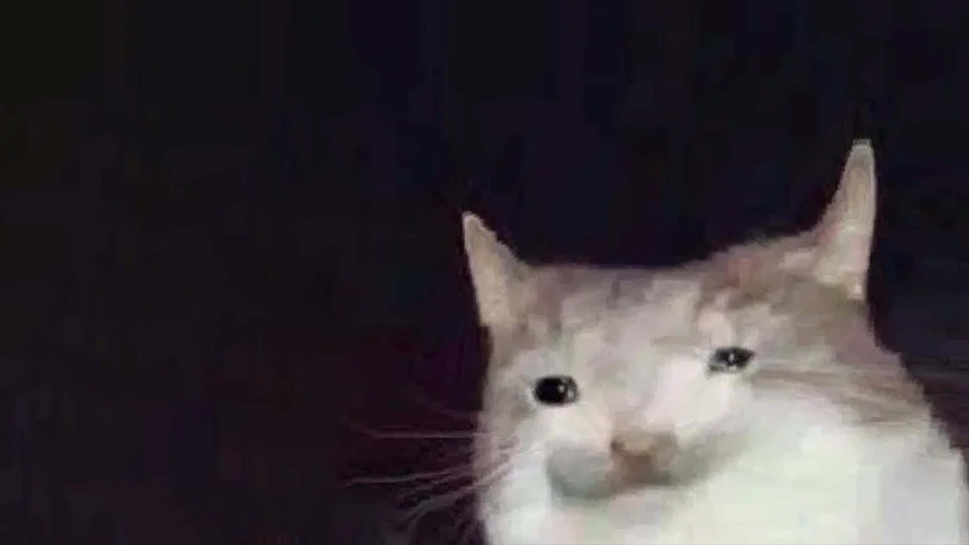 صورة ميم قط مشوه خلفية