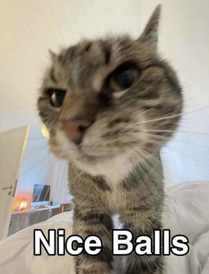 صورة ميم قط مضحك غبي مع عبارة Nice Balls خلفية