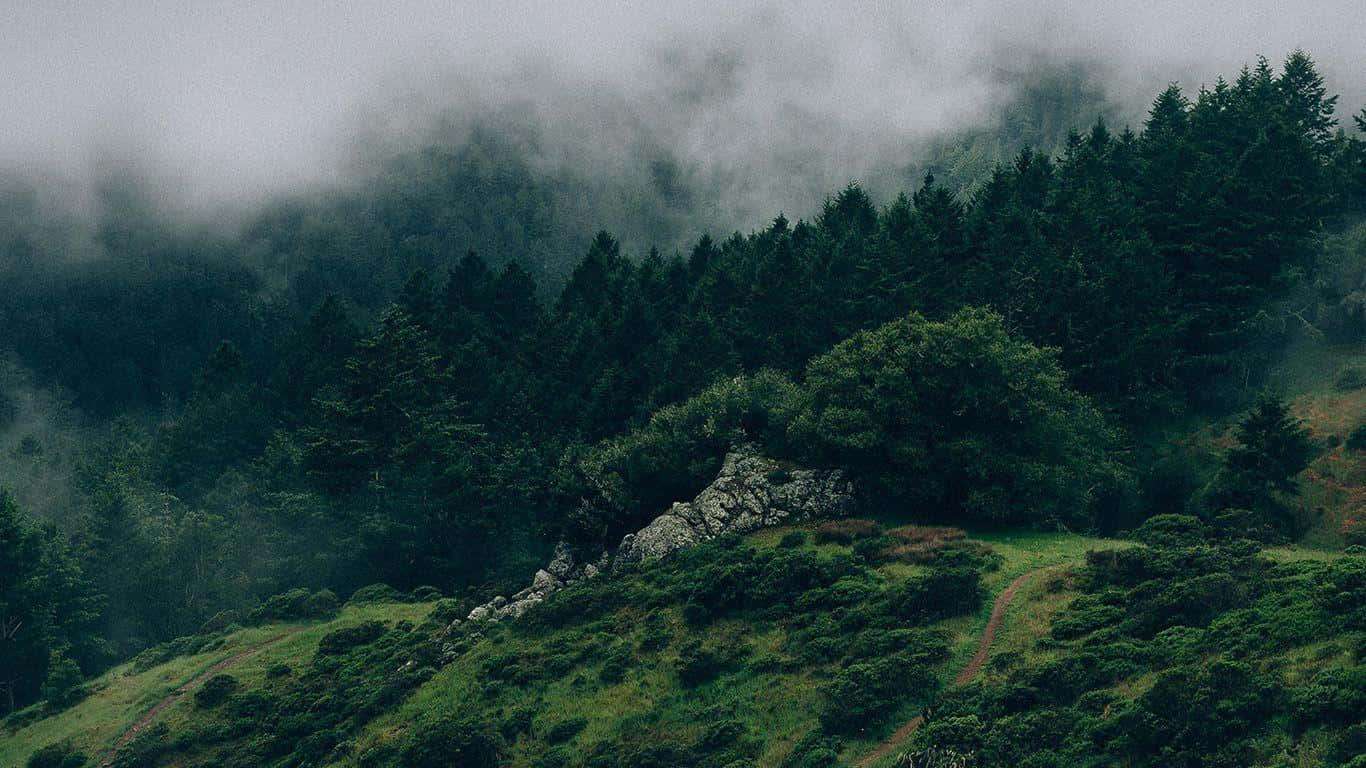 غابة خضراء داكنة ساحرة خلفية