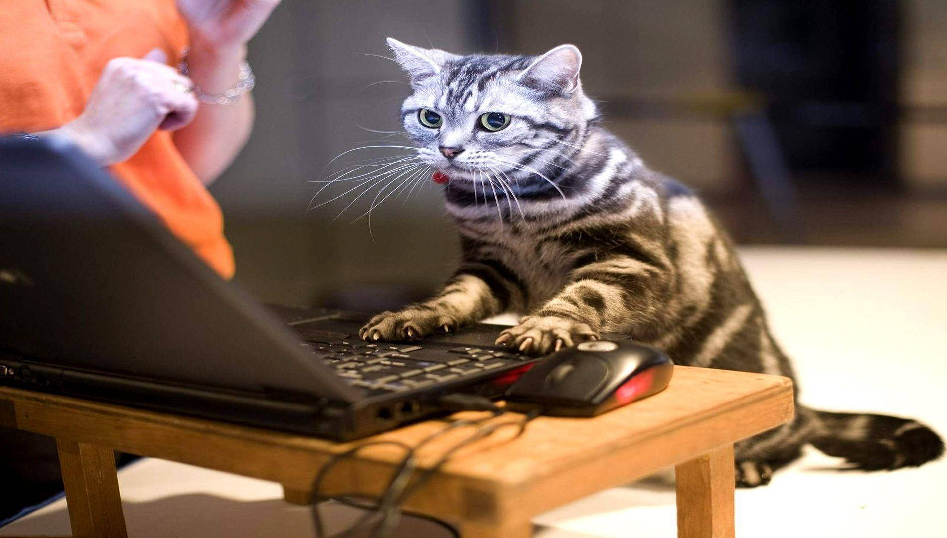 قطة مضحكة تستخدم الكمبيوتر خلفية