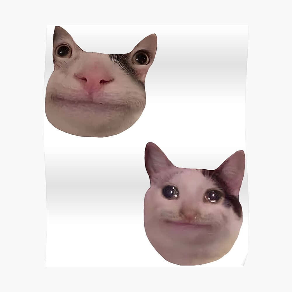 قطة ميم مضحكة لصورة Discord خلفية