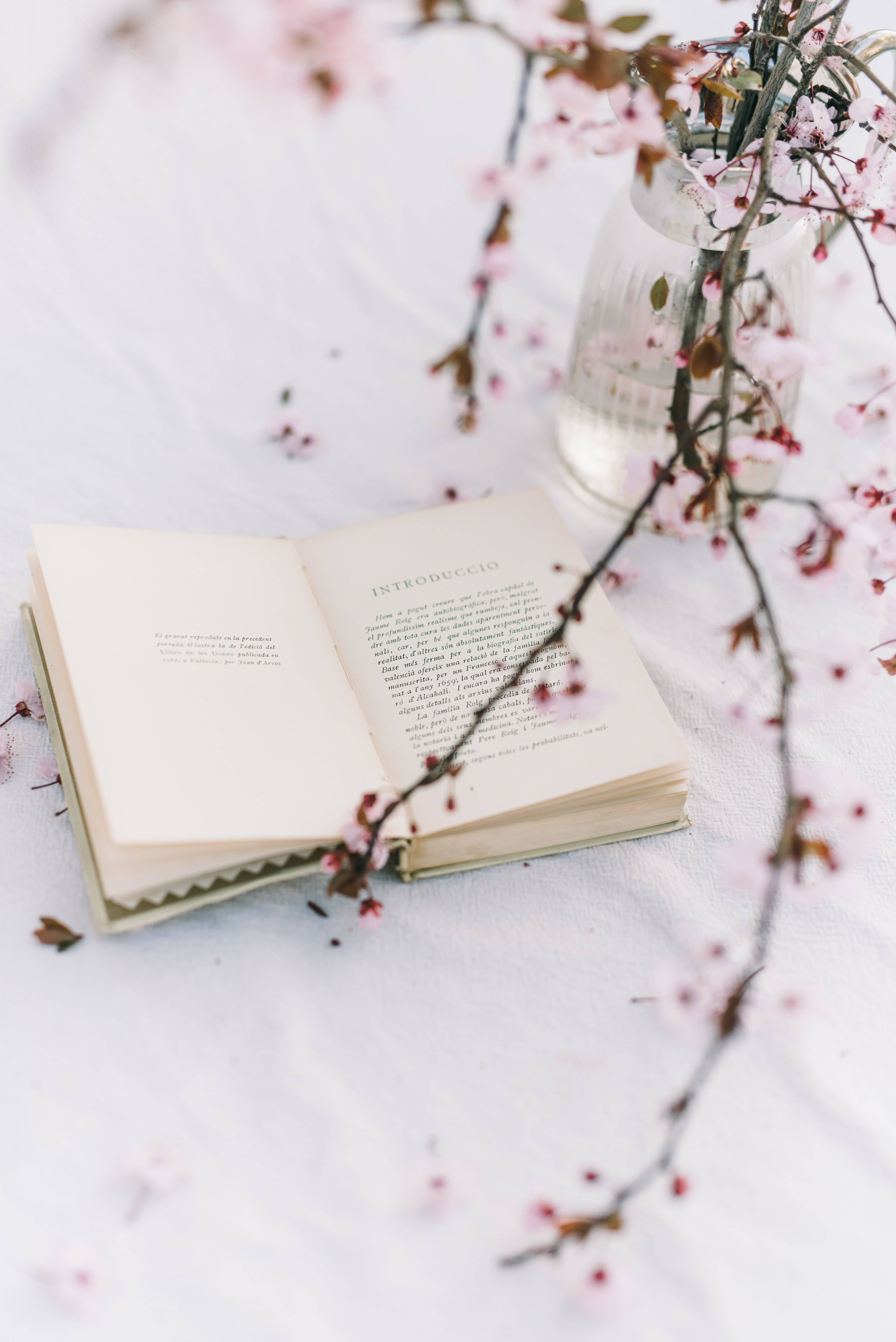كتاب زهر الكرز بجمالية ما قبل المدرسة خلفية