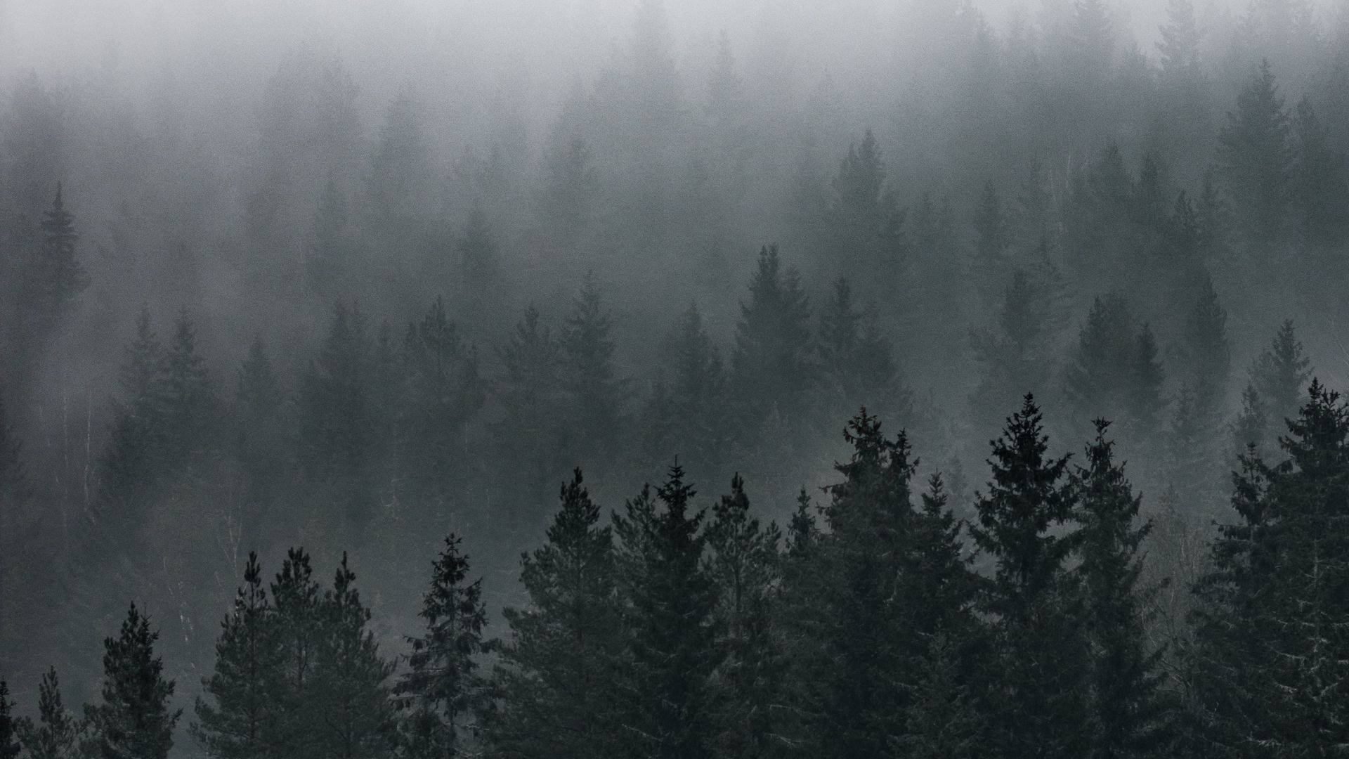 منظر غابة ضبابية خلفية