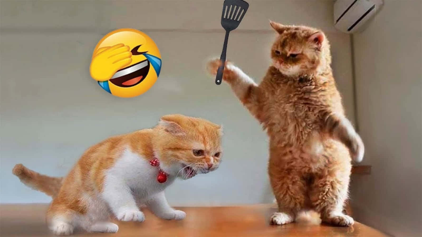 ميم قطط مضحك يتقاتل مع صور إيموجي خلفية