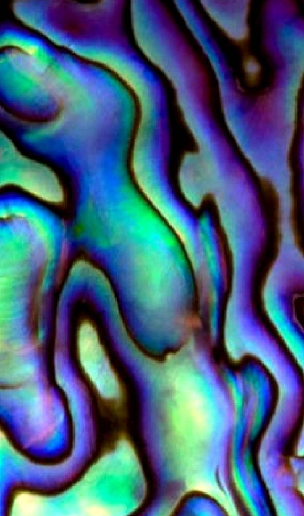 نمط صدفة الأبالون المتألقة خلفية