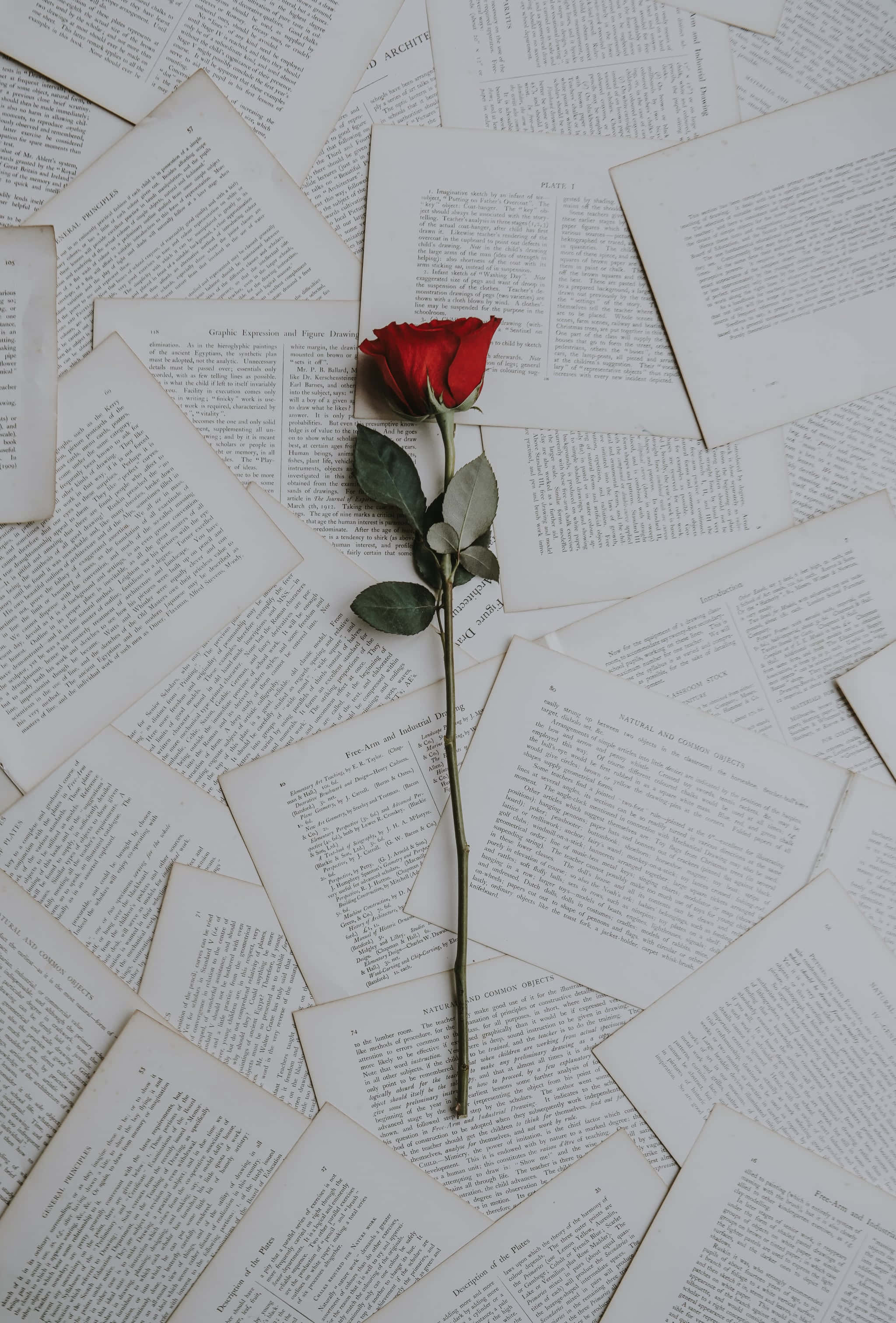 وردة حمراء واحدة على كومة من الكتب خلفية