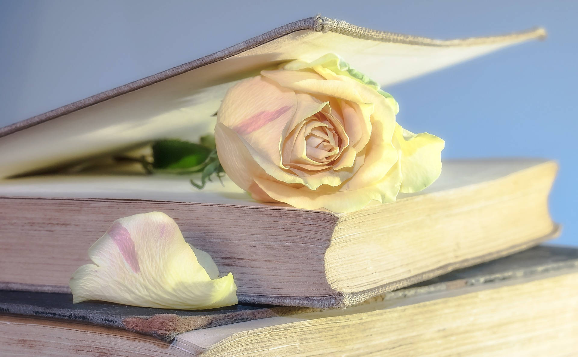وردة على صفحات كتاب خلفية