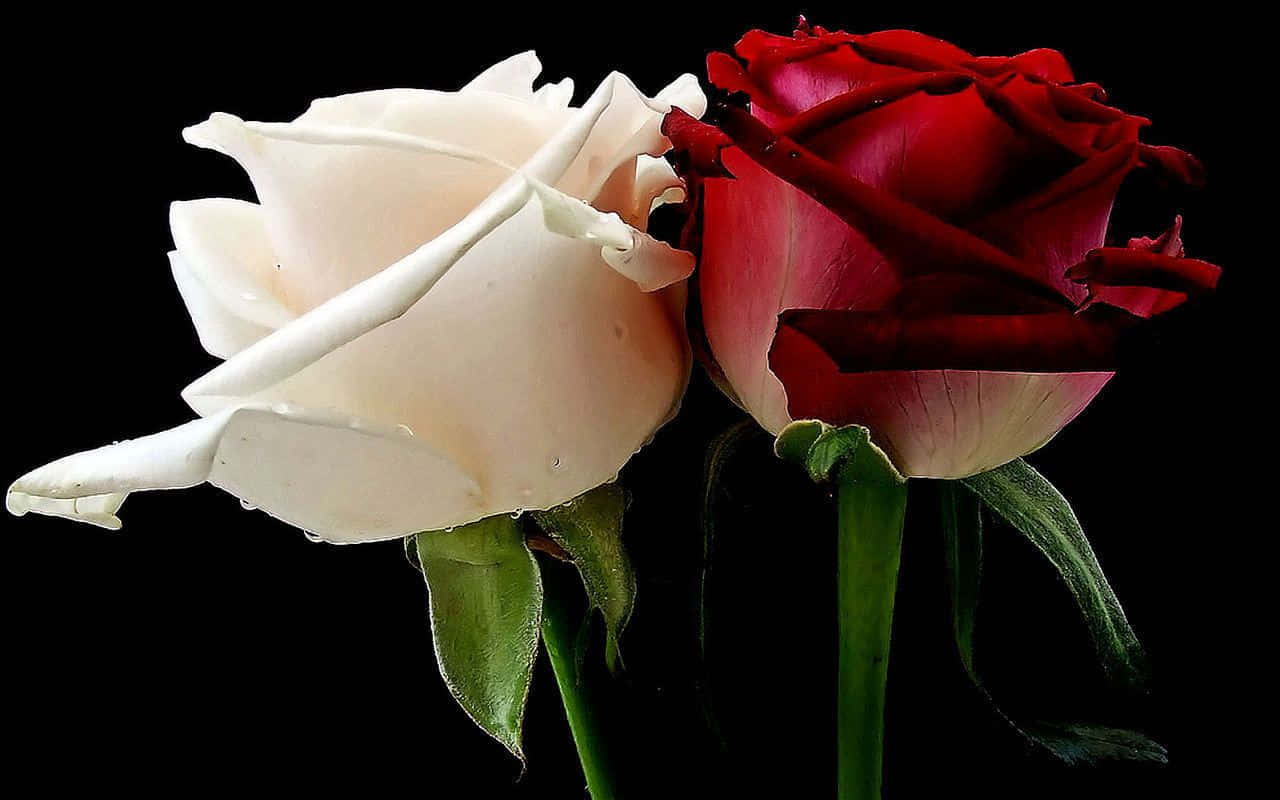 ورود حمراء وبيضاء على الأسود خلفية
