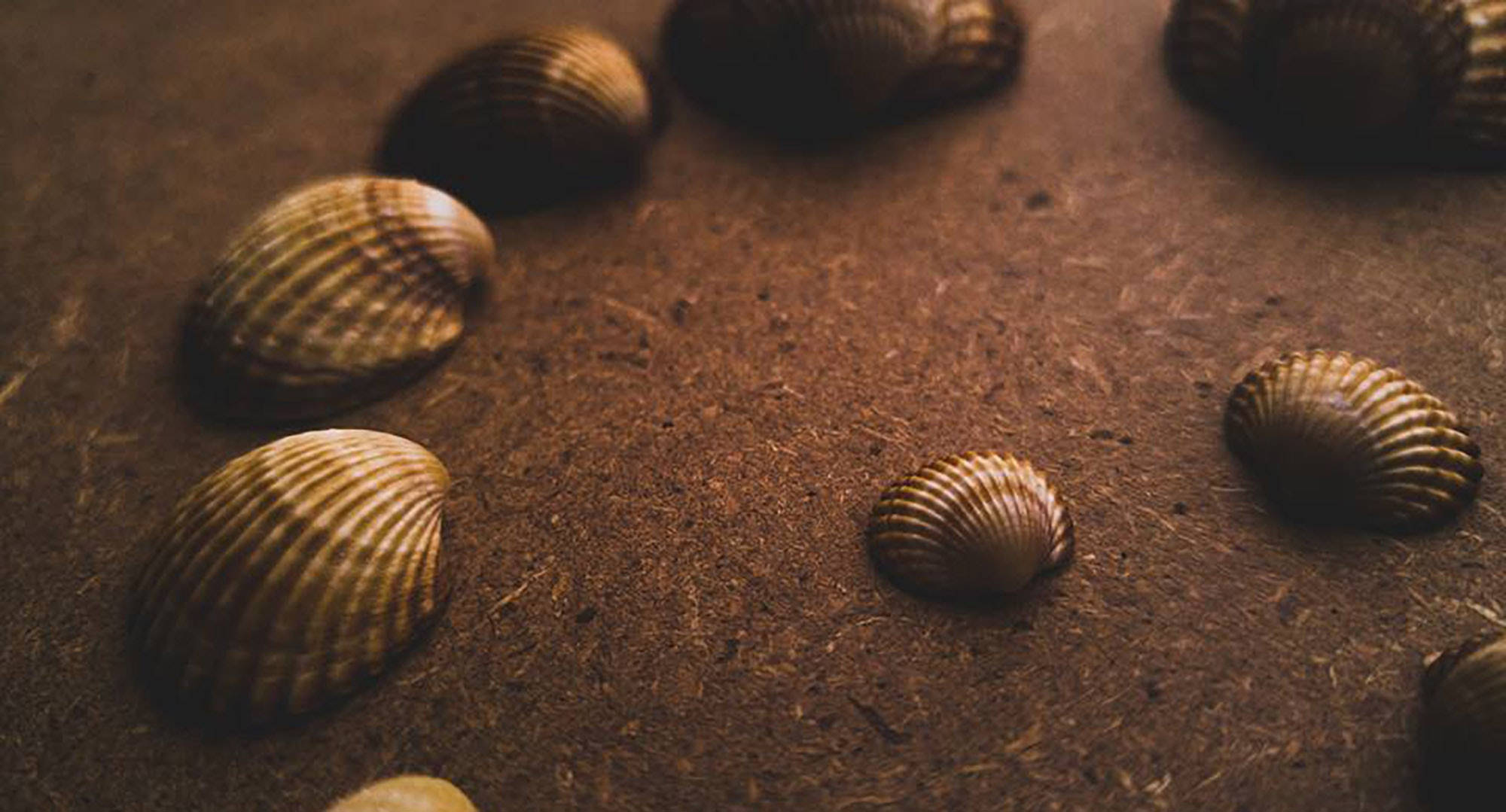 وليمة بصرية من المحار الجمالي الذهبي خلفية